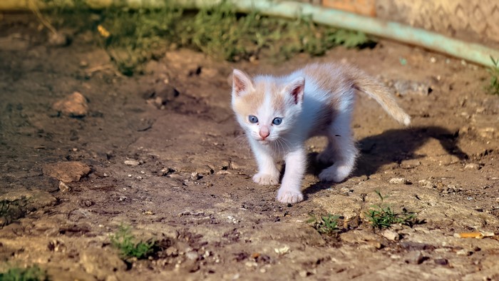 Kitty