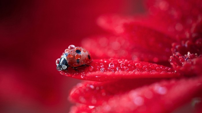 Ladybug on a red flower with water droplets