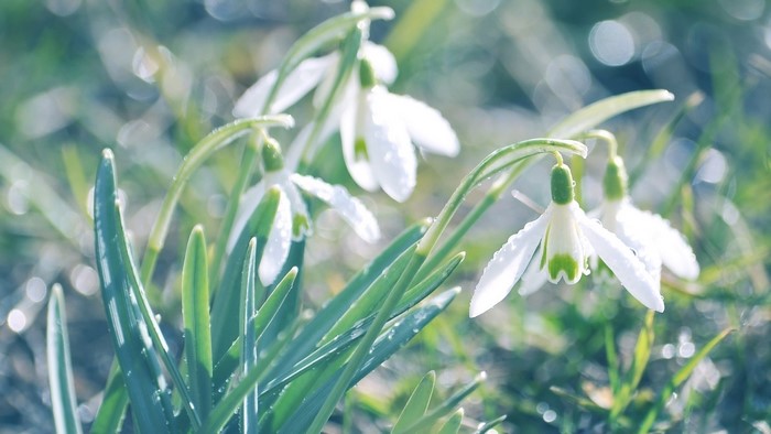 Close-up of Snowdrop Flowers with Dew Drops