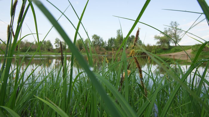 Bank of the river