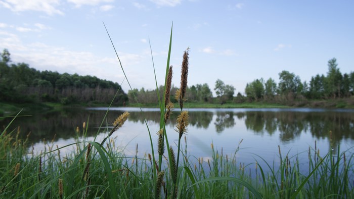 4K desktop wallpaper of a lake and reeds