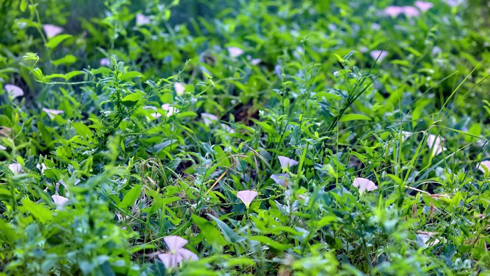 4K Grass with White Flowers