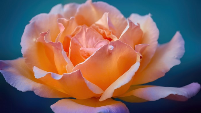 rose flower