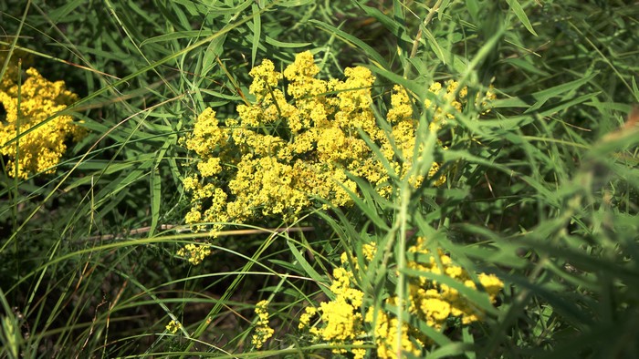 4K Wildflowers in Greenery
