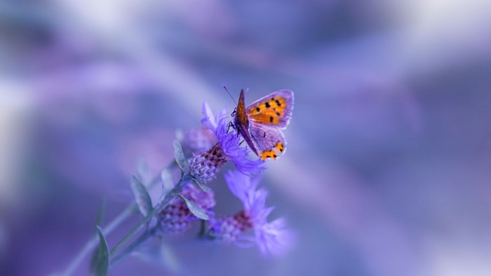 Butterfly on a purple flower