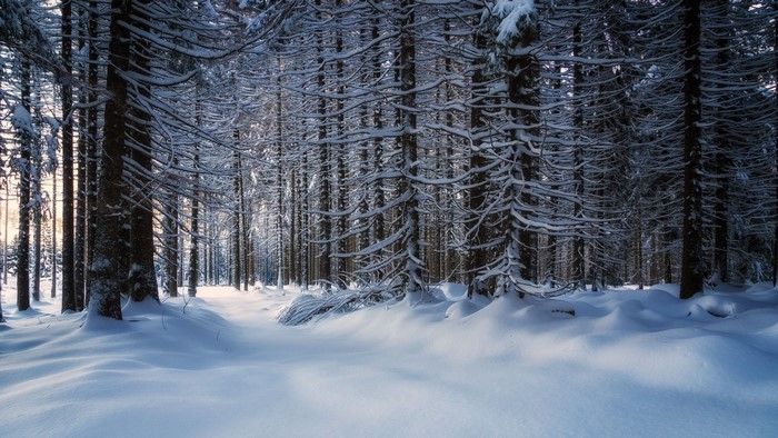 Snowy forest with sunlit path