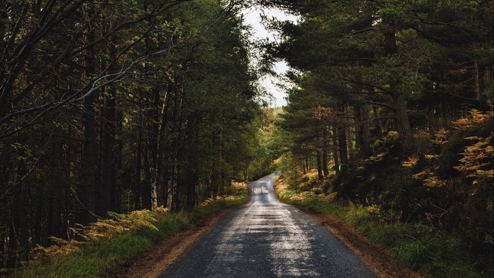 Road through a dark forest