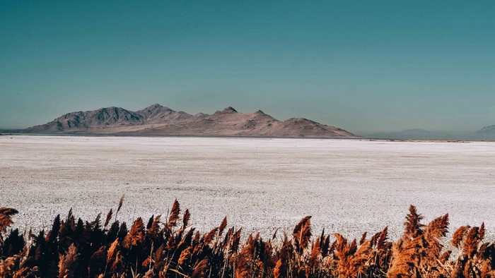 Mountains over a salt flat with reeds in the foreground