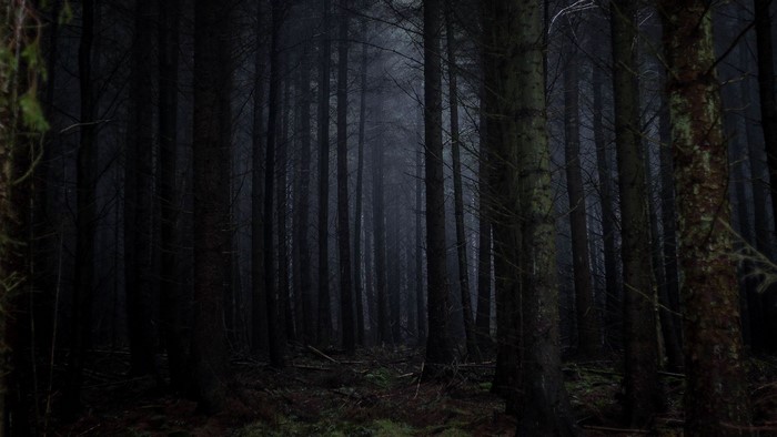 Dark Forest with Tall Trees