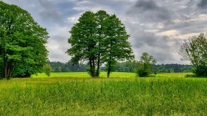 Trees in a green field under a cloudy sky