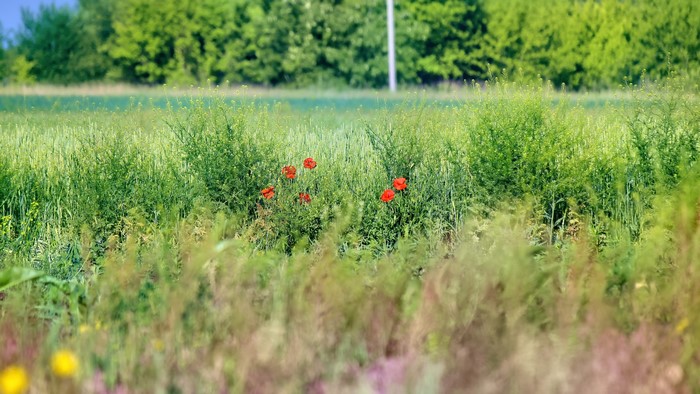 4K Poppies in a Field