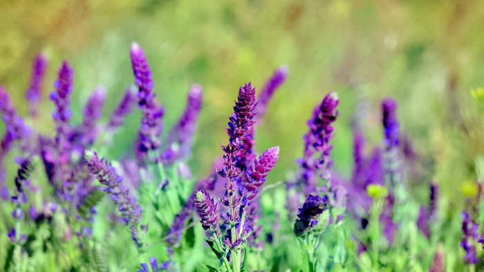 Purple flowers in a field