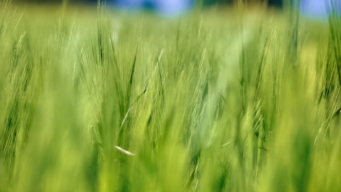 Green wheat field with soft focus