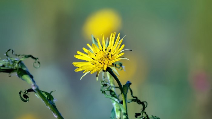 4K Yellow Flower
