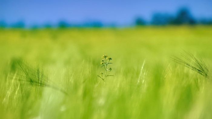 4K Flower in a Field