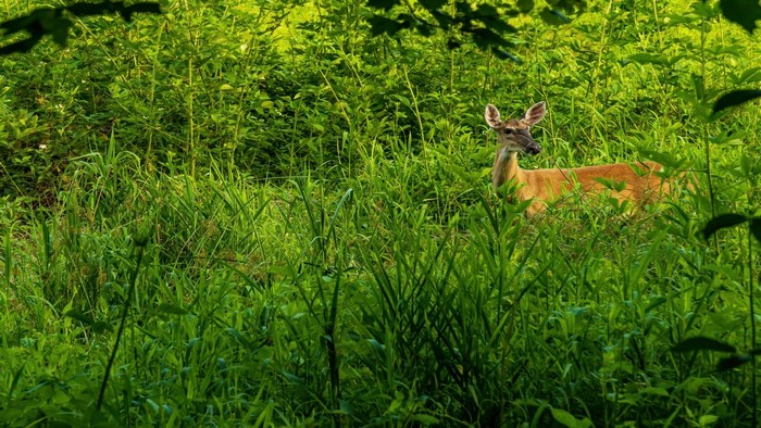 Deer in a dense green forest