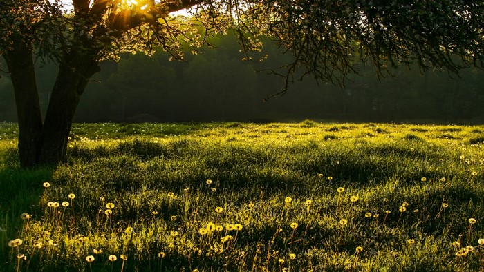 Morning sunlit meadow with dandelions and a tree