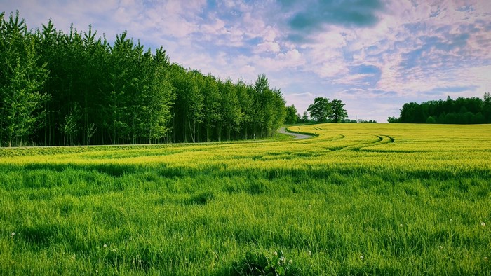 Green field with trees and a cloudy sky