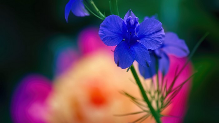 4K Blue Delphinium Flower