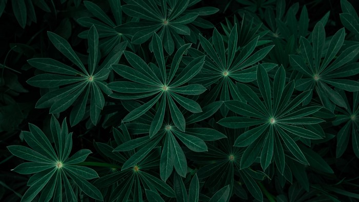 Dark green lupine leaves