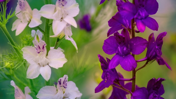 4K Multicolored Delphinium Flowers
