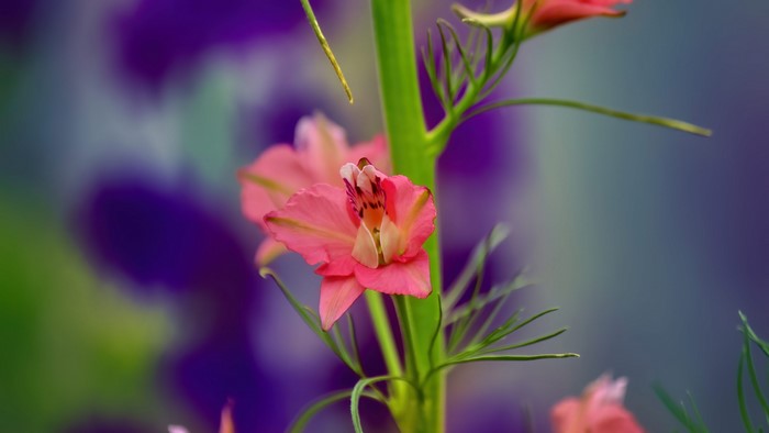 4K Multicolored Flowers