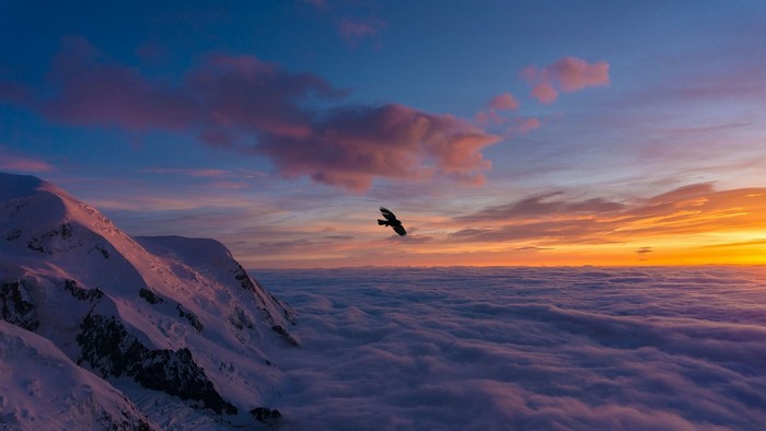 Eagle flying over clouds at sunset near snowy mountains