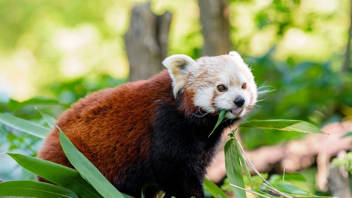 Red panda eating bamboo leaves