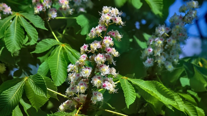 4K Chestnut Tree Blossoms and Leaves