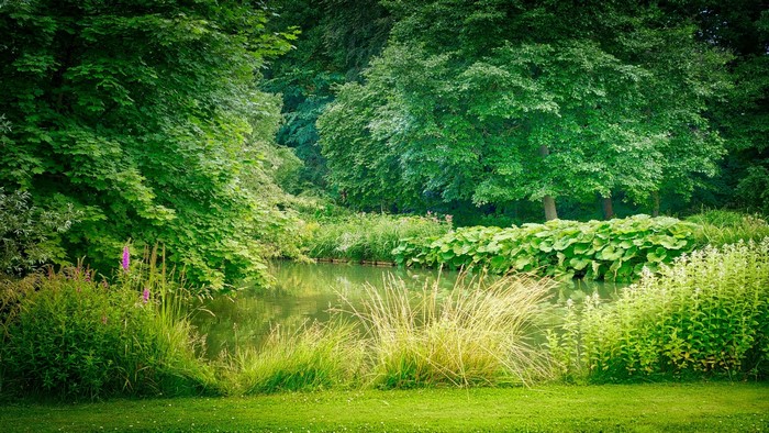 A tranquil pond surrounded by lush green trees and foliage.