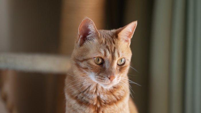 Orange Tabby Cat