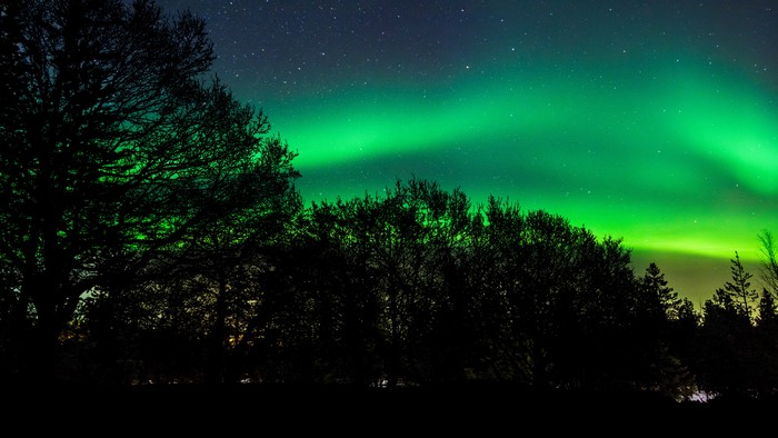 4K Northern Lights Over Trees