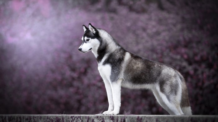 Husky dog standing on a stone ledge