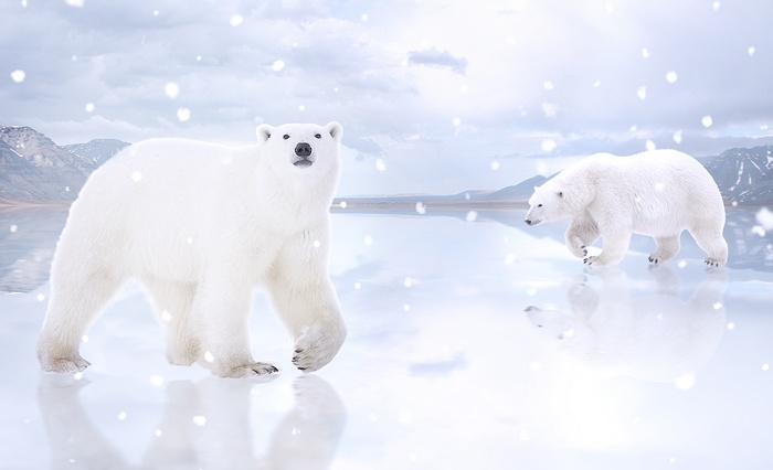4K Snowfall with Polar Bears