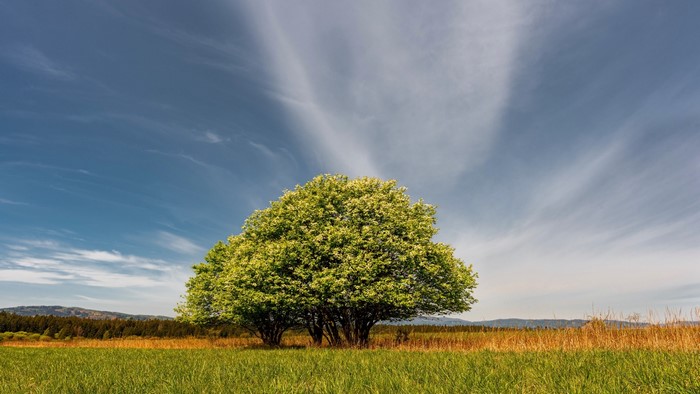 A lone tree in a grassy field under a cloudy sky