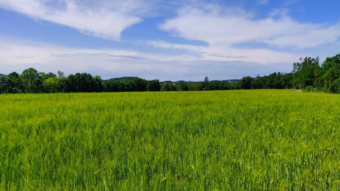 Green field with trees and blue sky