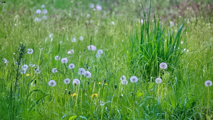 4K Spring Meadow with Dandelions