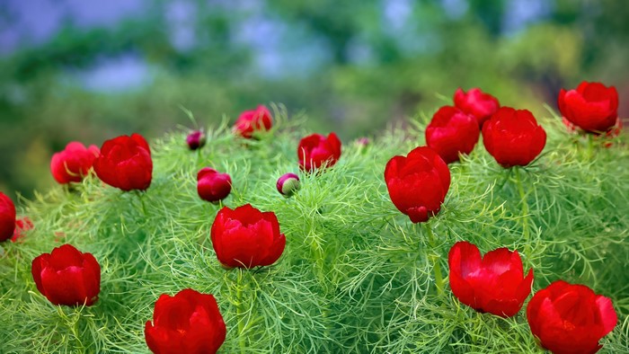 Red Wild Peonies in Green Foliage