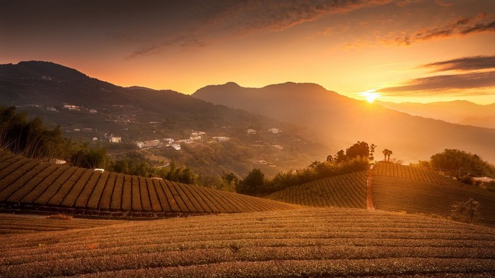 Tea plantation at sunset