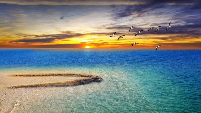 Seagulls flying over the ocean at sunset