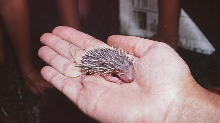 Baby Hedgehog in Hand