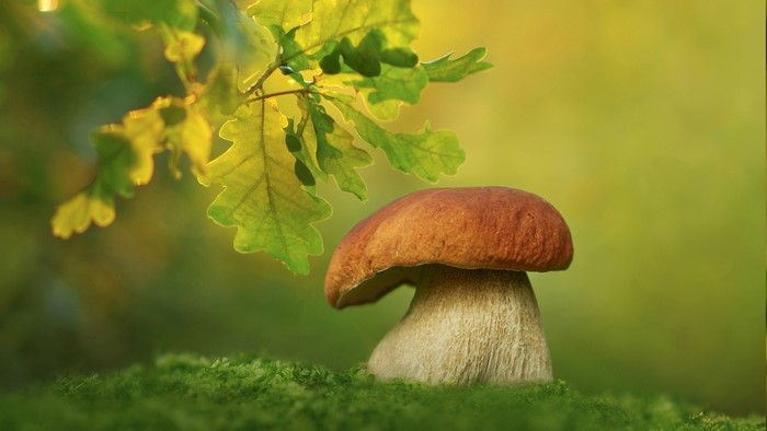 Boletus mushroom and oak branch