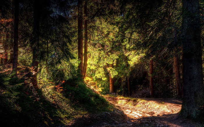 Sunlight filtering through a dense forest