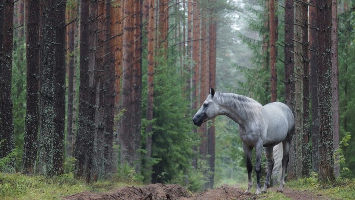 Dappled gray horse in a pine forest