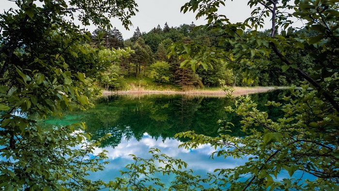Forest lake with reflections