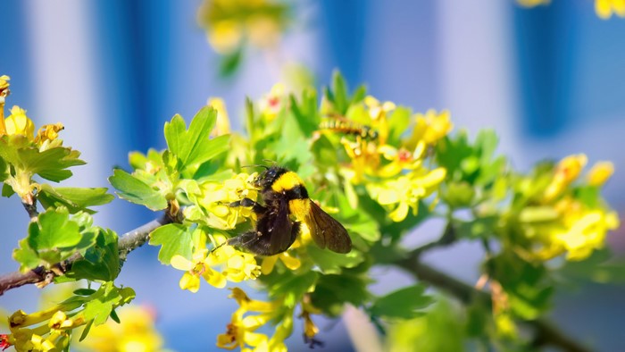 4K Bumblebee on Yellow Flowers