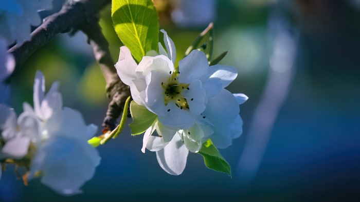 4K Pear Blossoms on Branch