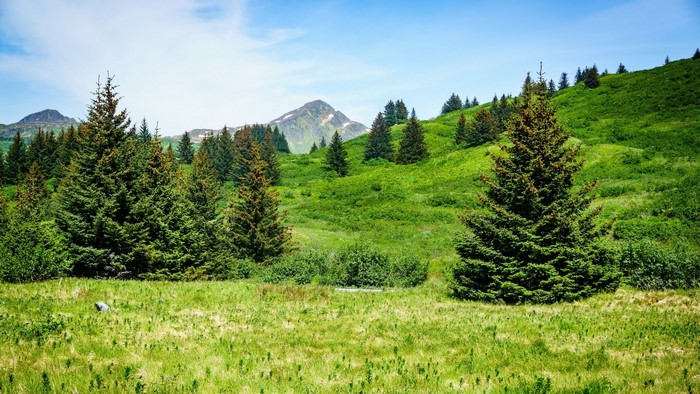 Green hills and mountains with pine trees