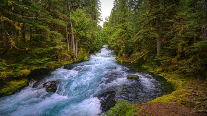 River flowing through a mossy forest