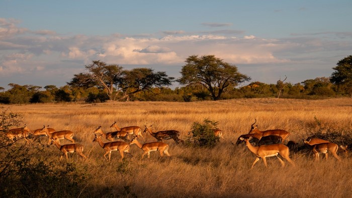 Herd of antelopes in African savanna at sunset